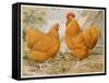 Buff Orpington Cock and Hen-null-Framed Stretched Canvas