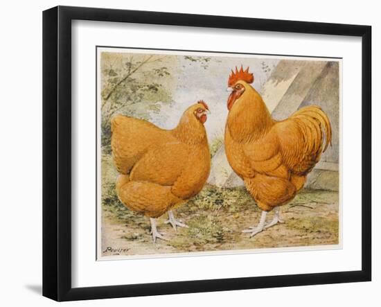 Buff Orpington Cock and Hen-null-Framed Art Print