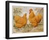 Buff Orpington Cock and Hen-null-Framed Art Print