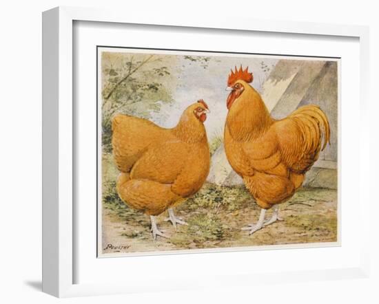Buff Orpington Cock and Hen-null-Framed Art Print