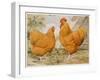 Buff Orpington Cock and Hen-null-Framed Art Print