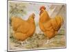 Buff Orpington Cock and Hen-null-Mounted Art Print