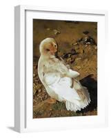 Buff Orpington Duck Preening-Dorothy Berry-Lound-Framed Giclee Print