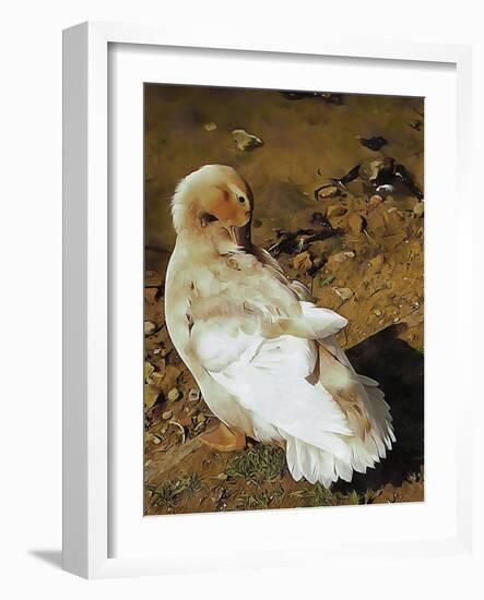 Buff Orpington Duck Preening-Dorothy Berry-Lound-Framed Giclee Print