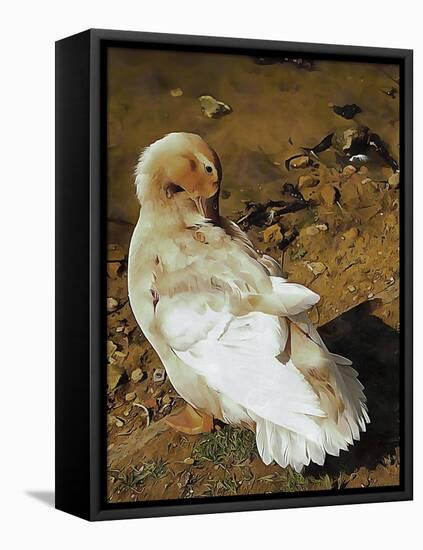 Buff Orpington Duck Preening-Dorothy Berry-Lound-Framed Stretched Canvas