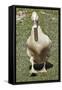 Buff Orpington Duck-Dorothy Berry-Lound-Framed Stretched Canvas