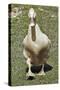 Buff Orpington Duck-Dorothy Berry-Lound-Stretched Canvas