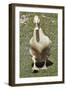 Buff Orpington Duck-Dorothy Berry-Lound-Framed Giclee Print