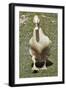 Buff Orpington Duck-Dorothy Berry-Lound-Framed Giclee Print