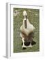 Buff Orpington Duck-Dorothy Berry-Lound-Framed Giclee Print