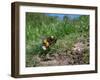 Buff-tailed bumblebee flying to its burrow loaded with pollen-Nick Upton-Framed Photographic Print