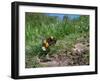 Buff-tailed bumblebee flying to its burrow loaded with pollen-Nick Upton-Framed Photographic Print