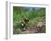 Buff-tailed bumblebee flying to its burrow loaded with pollen-Nick Upton-Framed Photographic Print