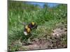 Buff-tailed bumblebee flying to its burrow loaded with pollen-Nick Upton-Mounted Photographic Print