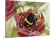 Buff-Tailed Bumblebee or Large Earth Bumblebee (Bombus Terrestris), Apidae-null-Stretched Canvas