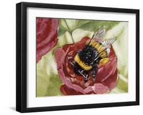 Buff-Tailed Bumblebee or Large Earth Bumblebee (Bombus Terrestris), Apidae-null-Framed Giclee Print