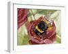 Buff-Tailed Bumblebee or Large Earth Bumblebee (Bombus Terrestris), Apidae-null-Framed Giclee Print