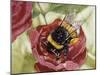 Buff-Tailed Bumblebee or Large Earth Bumblebee (Bombus Terrestris), Apidae-null-Mounted Giclee Print