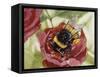 Buff-Tailed Bumblebee or Large Earth Bumblebee (Bombus Terrestris), Apidae-null-Framed Stretched Canvas