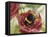 Buff-Tailed Bumblebee or Large Earth Bumblebee (Bombus Terrestris), Apidae-null-Framed Stretched Canvas