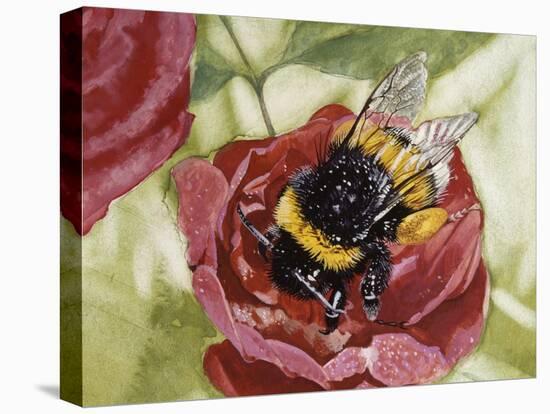 Buff-Tailed Bumblebee or Large Earth Bumblebee (Bombus Terrestris), Apidae-null-Stretched Canvas