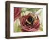 Buff-Tailed Bumblebee or Large Earth Bumblebee (Bombus Terrestris), Apidae-null-Framed Giclee Print