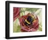 Buff-Tailed Bumblebee or Large Earth Bumblebee (Bombus Terrestris), Apidae-null-Framed Giclee Print