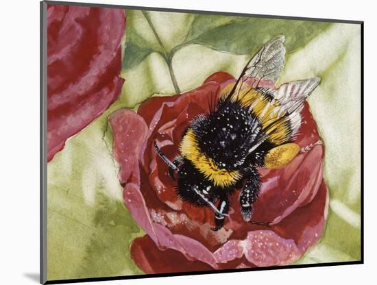 Buff-Tailed Bumblebee or Large Earth Bumblebee (Bombus Terrestris), Apidae-null-Mounted Giclee Print