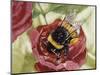 Buff-Tailed Bumblebee or Large Earth Bumblebee (Bombus Terrestris), Apidae-null-Mounted Giclee Print
