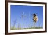 Buff tailed bumblebee visiting Clover in unmown lawn, Monmouthshire, Wales, UK-Phil Savoie-Framed Photographic Print