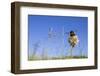 Buff tailed bumblebee visiting Clover in unmown lawn, Monmouthshire, Wales, UK-Phil Savoie-Framed Photographic Print