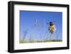 Buff tailed bumblebee visiting Clover in unmown lawn, Monmouthshire, Wales, UK-Phil Savoie-Framed Photographic Print