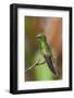 Buff-tailed coronet hummingbird-Ken Archer-Framed Photographic Print