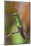 Buff-tailed coronet hummingbird-Ken Archer-Mounted Photographic Print