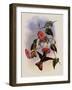 Buff-Tailed Star-Frontlet, Helianthea Osculans-John Gould-Framed Giclee Print