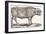 Buffalo, 1850 (Engraving)-Louis Simon (1810-1870) Lassalle-Framed Giclee Print