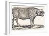 Buffalo, 1850 (Engraving)-Louis Simon (1810-1870) Lassalle-Framed Giclee Print