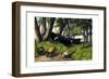 Buffalo, 1860-null-Framed Giclee Print