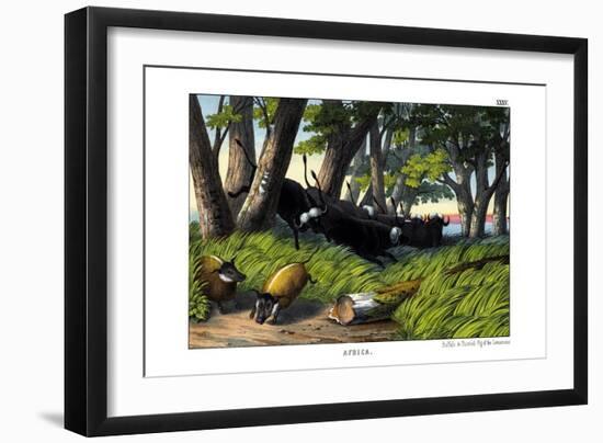 Buffalo, 1860-null-Framed Giclee Print