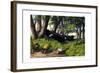 Buffalo, 1860-null-Framed Giclee Print