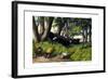 Buffalo, 1860-null-Framed Giclee Print