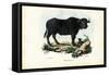 Buffalo, 1863-79-Raimundo Petraroja-Framed Stretched Canvas