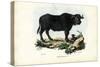 Buffalo, 1863-79-Raimundo Petraroja-Stretched Canvas