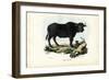 Buffalo, 1863-79-Raimundo Petraroja-Framed Giclee Print