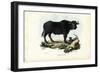 Buffalo, 1863-79-Raimundo Petraroja-Framed Giclee Print