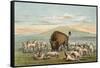 Buffalo and Coyotes-George Catlin-Framed Stretched Canvas