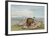 Buffalo and Coyotes-George Catlin-Framed Art Print