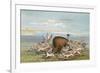 Buffalo and Coyotes-George Catlin-Framed Art Print