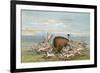 Buffalo and Coyotes-George Catlin-Framed Art Print