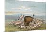 Buffalo and Coyotes-George Catlin-Mounted Art Print